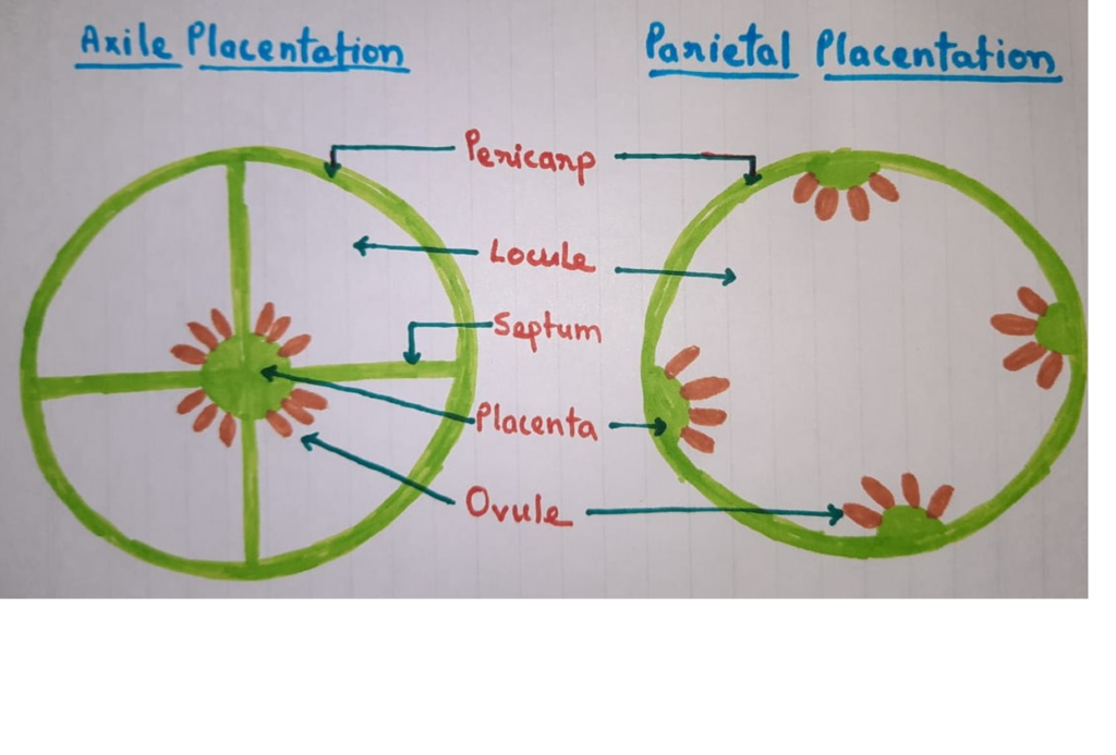 Axile Placentation, Parietal placentation