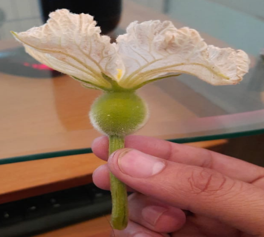 Female Flower Of Bottle Gourd