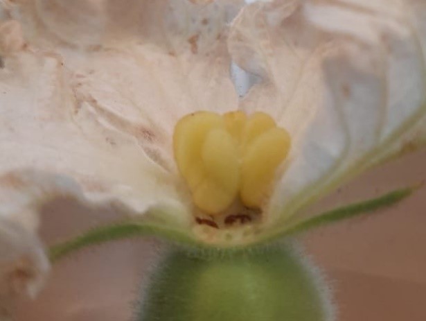 Female Flower Of Bottle Gourd