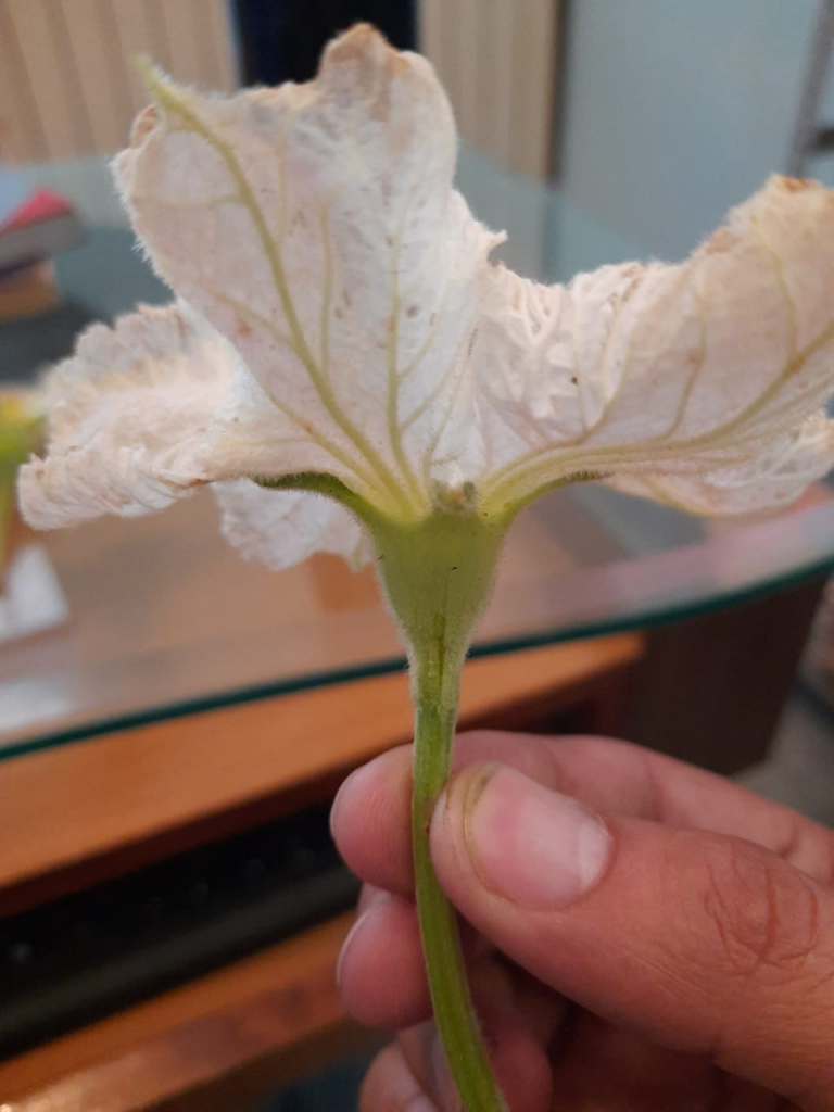 Male Flower Of Bottle Gourd