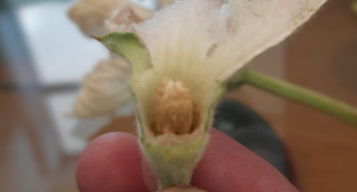 Male Flower Of Bottle Gourd