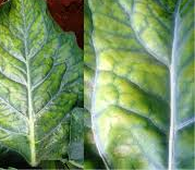 Cauliflower Chlorosis