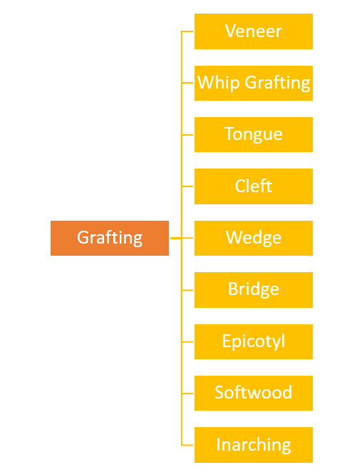 Types of Grafting