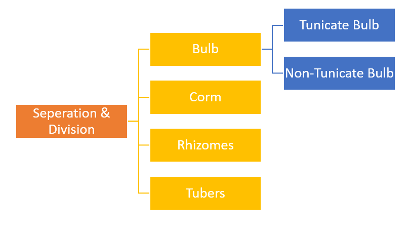 Separation and Divisions