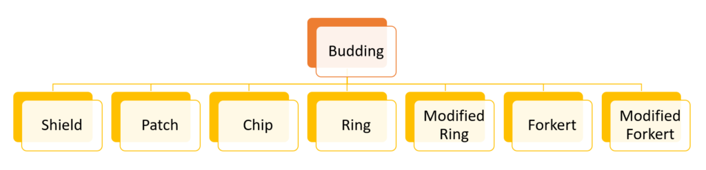 Types of Budding