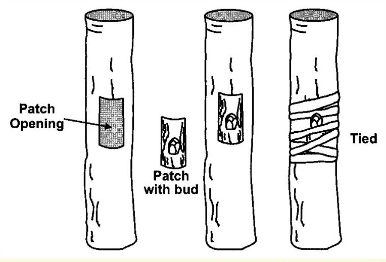 Patch Budding