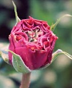 Bulhead in Rose