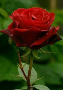 Mohini Variety of Rose