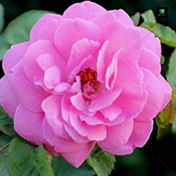 Damask Rose