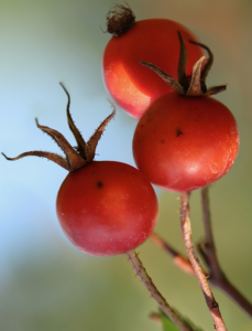 Rose Hips