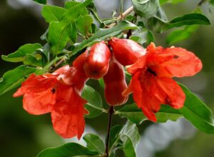 Pomegranate flowers