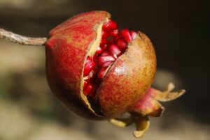 Fruit Cracking of Pomegranate