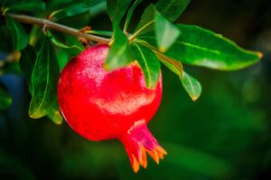 Pomegranate 