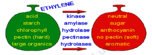 Changes occur during Ripening