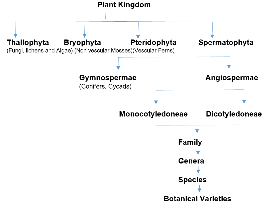 Plant Kingdom