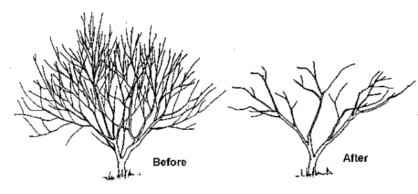 Training & Pruning - Horticulture Guruji