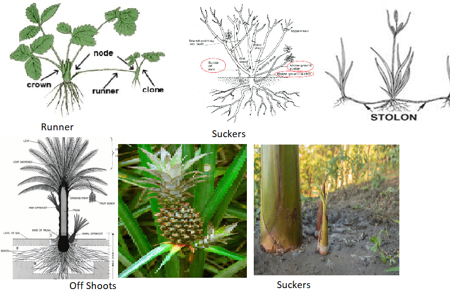 Natural Modified Layerings