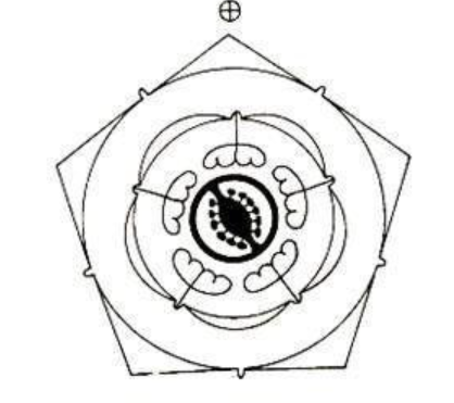 Floral Diagram of Solanaceae Family