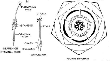 Floral Diagram of Okra