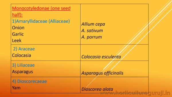 Classification of Vegetable Crops PPT - Image 2