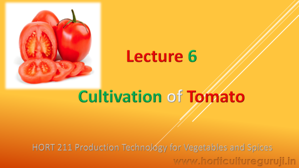 Tomato PPT