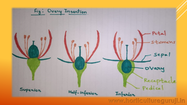 Introduction to Cucurbits PPT - Image 3
