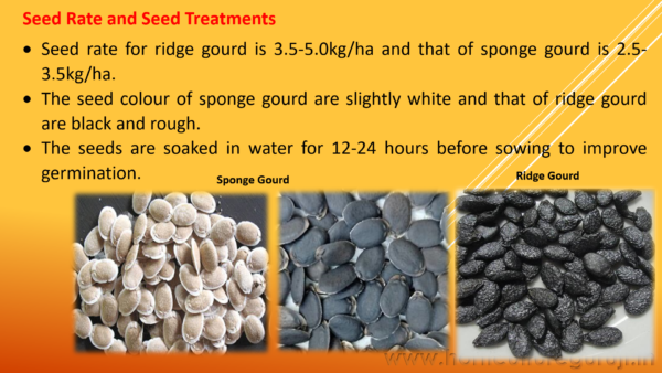 Ridge Gourd & Sponge Gourd PPT - Image 5