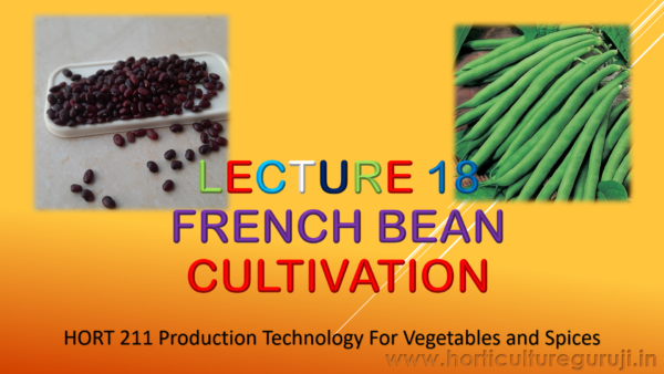 French Bean PPT