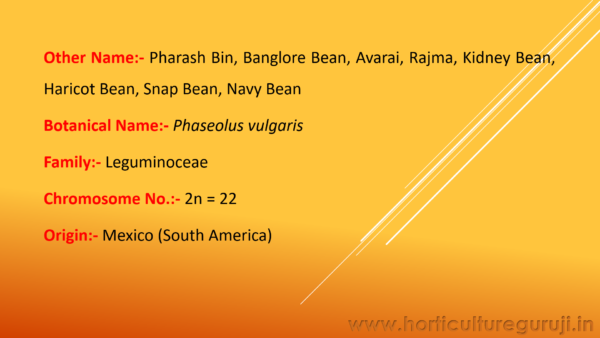 French Bean PPT - Image 2