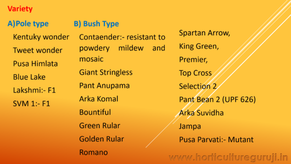 French Bean PPT - Image 3