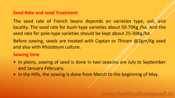 French Bean PPT - Image 4