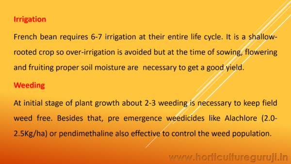 French Bean PPT - Image 5