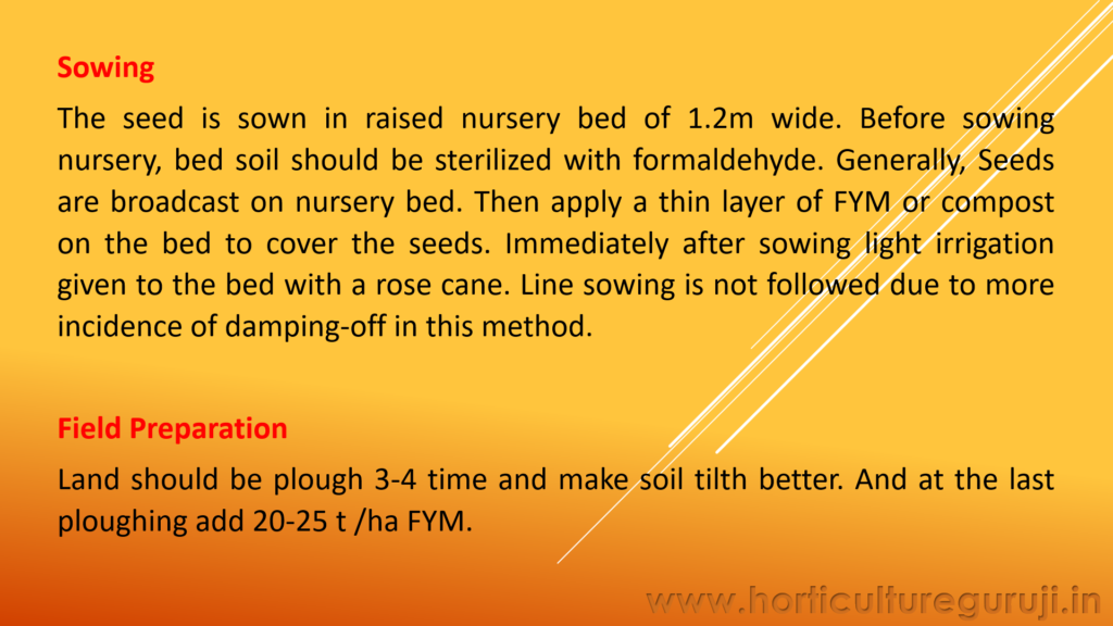 Cabbage PPT - Horticulture Guruji