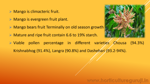 Mango Cultivation PPT - Image 3