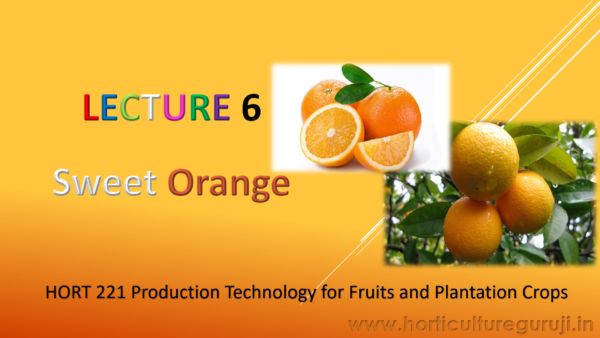 Sweet Orange Cultivation PPT