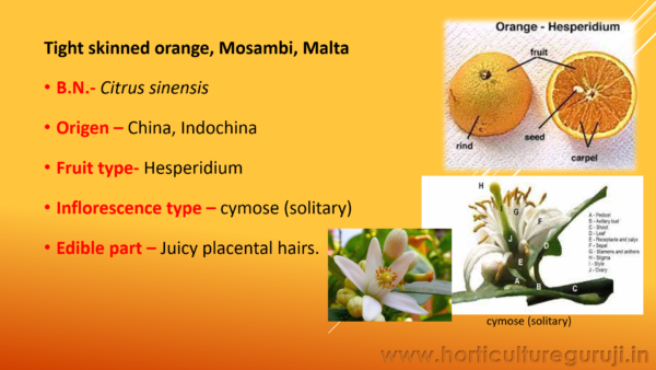 Sweet Orange Cultivation PPT - Image 2