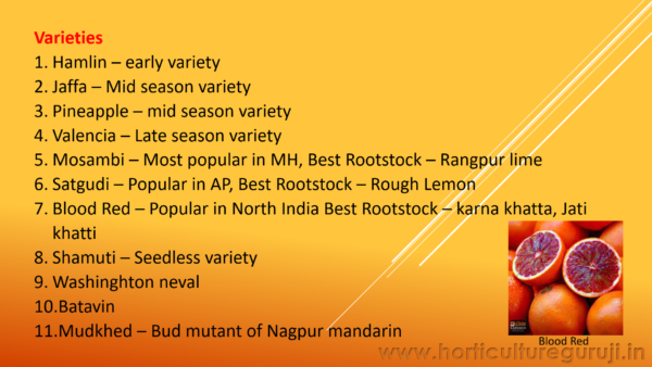 Sweet Orange Cultivation PPT - Image 3