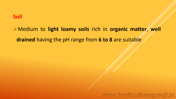 Sweet Orange Cultivation PPT - Image 4