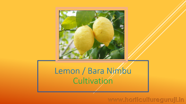 Lemon & Sweet Lime PPT - Image 2