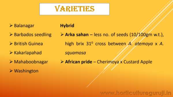 Custard Apple Cultivation PPT - Image 4