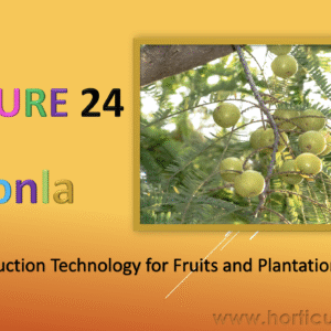 Aonla Cultivation