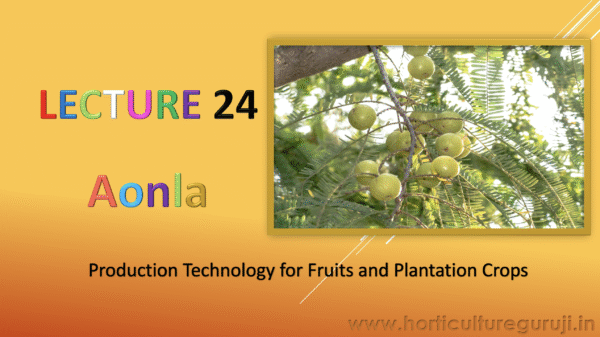 Aonla Cultivation