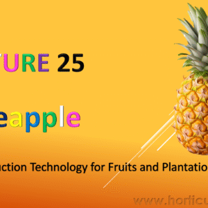 Pineapple Cultivation PPT