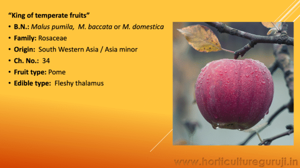Apple Cultivation PPT - Image 2