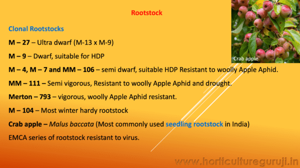 Apple Cultivation PPT - Image 3