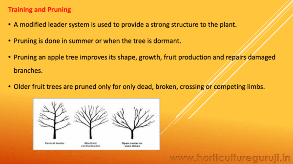 Apple Cultivation PPT - Image 5
