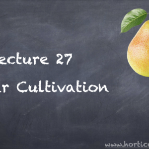 Pear Cultivation PPT