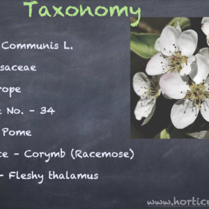 Pear Cultivation PPT