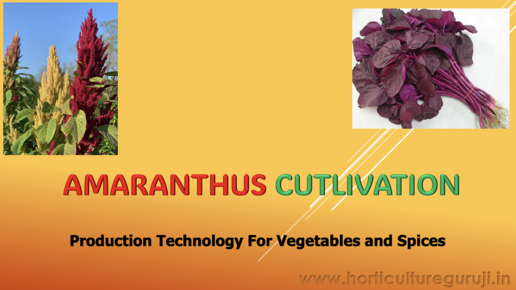 Amaranthus Cultivation PPT