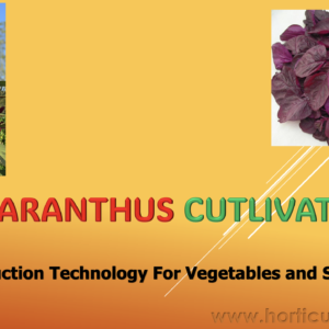 Amaranthus Cultivation PPT